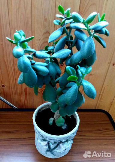 Толстянка (денежное дерево), Спатифиллум,Антуриум