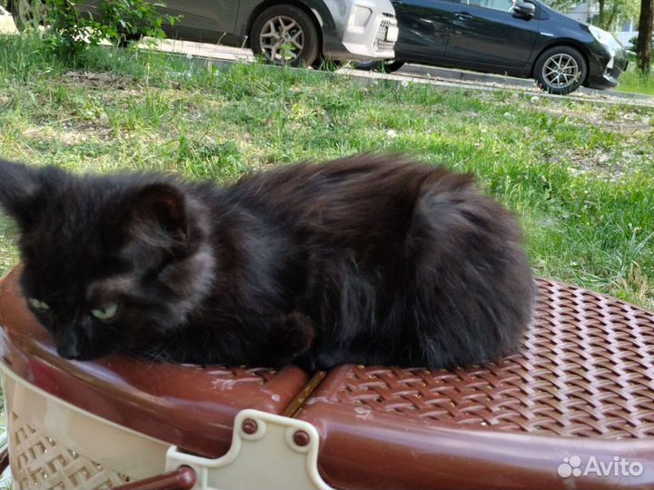 Кошка девочка питерская маскарадная питерская