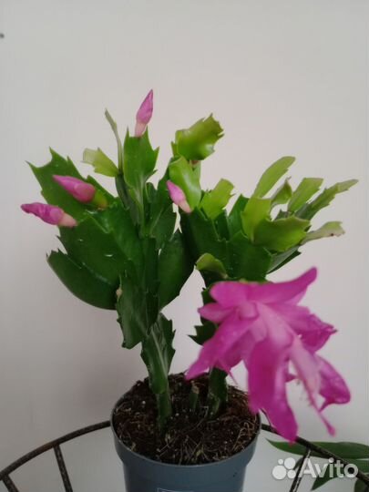 Декабрист шлюмбергера