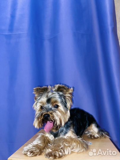 Йоркширский терьер