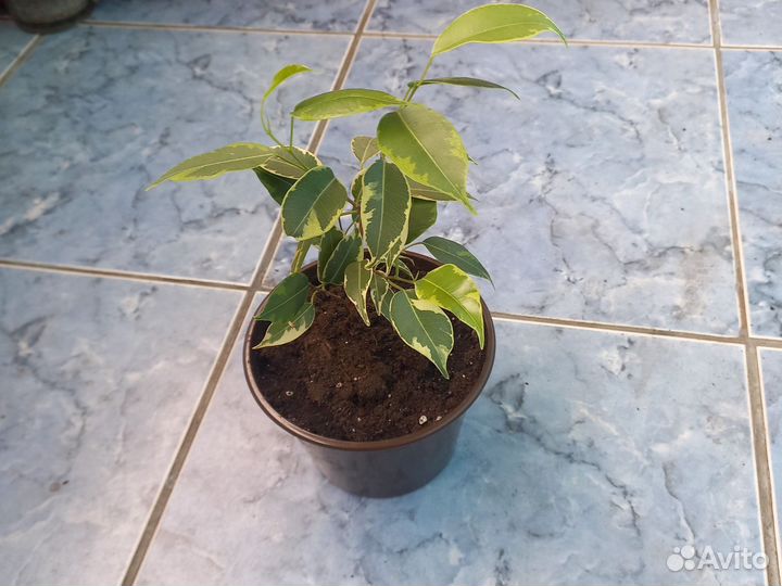 Комнатные цветы