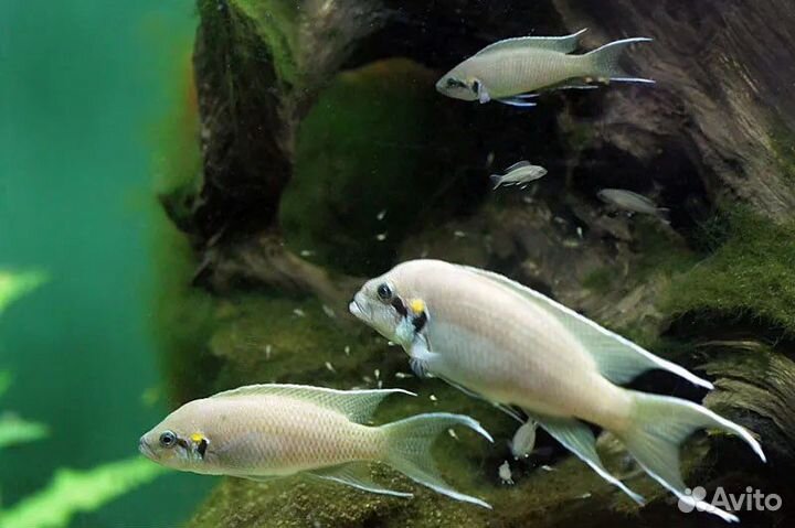 Аквариумные рыбки-принцесса бурунди