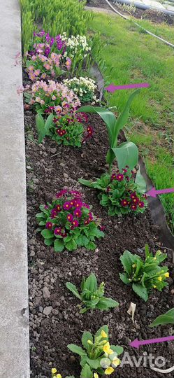 Рассада примулы