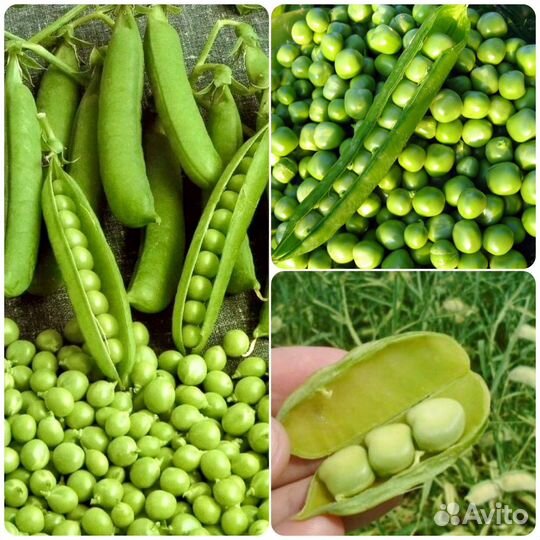 Семена гороха 4 вида