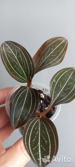 Драгоценная орхидея лудизия