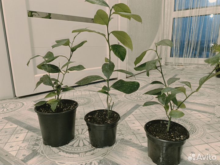 Саженцы лимона, плодоносящий
