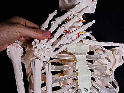 Модель "Скелет человека анатомичес. 170см" - новый