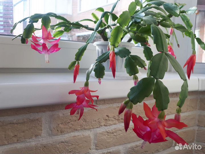 Шлюмбергера / декабрист