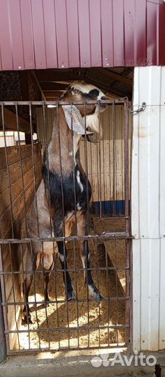 Козел производитель