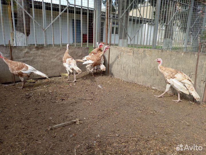 Индюки узбекские палевые