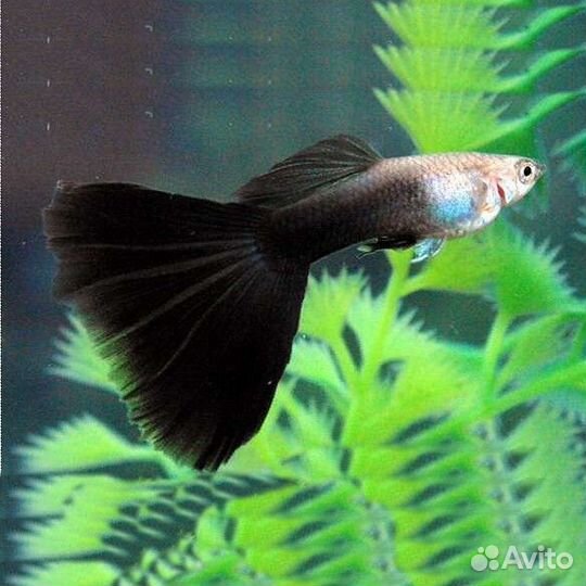 Мальки рыбок гуппи