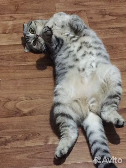 Шотландская вислоухая кошка бесплатно