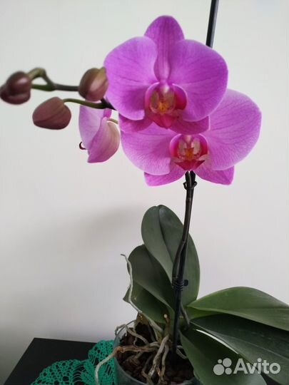 Орхидея фаленопсис