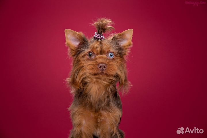 Мисс-Мэй (девочка) экзотический тигренок