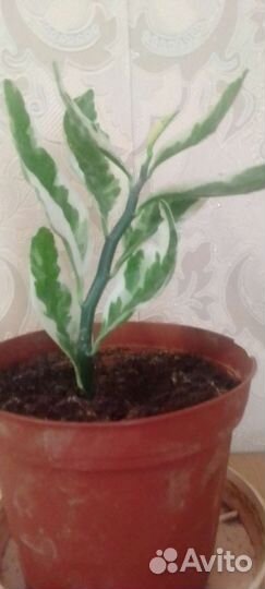 Комнатные растения