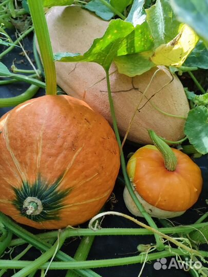 Тыква Красная шапочка