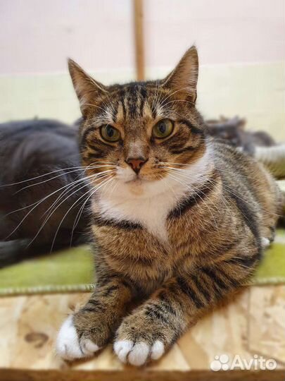 Ласковый Майкл