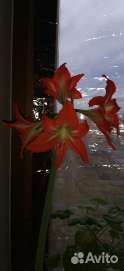 Гиппиаструм