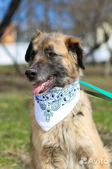 Трусишка Тайсон