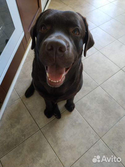 Лабрадор для вязки с родословной