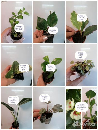 Цветы комнатные (Орхидеи, Антуриумы, Азалии и т. д