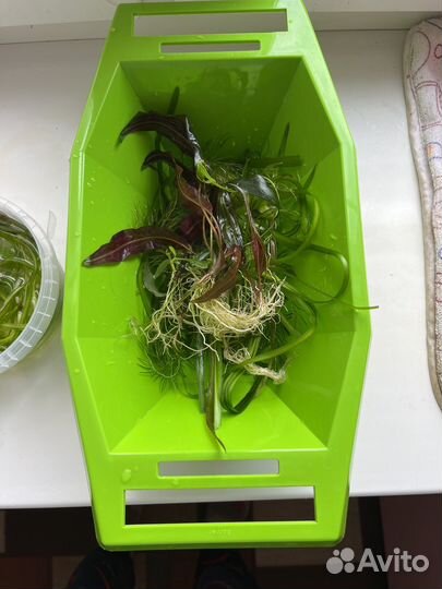 Аквариумные растения прополка