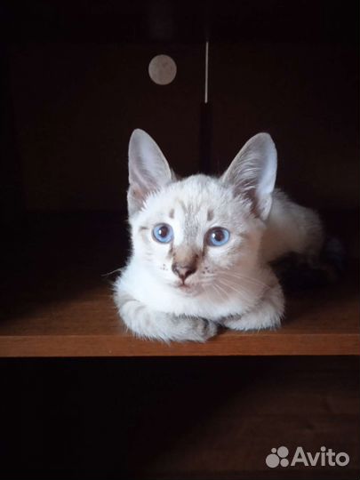 Котята тайской кошки