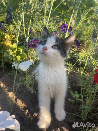 Кошка в горошек