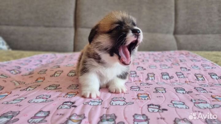 Вельш-корги пемброк