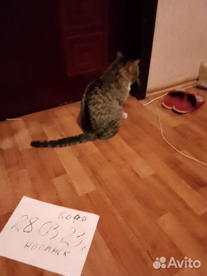Котики бесплатно