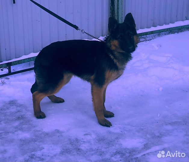 Немецкая овчарка