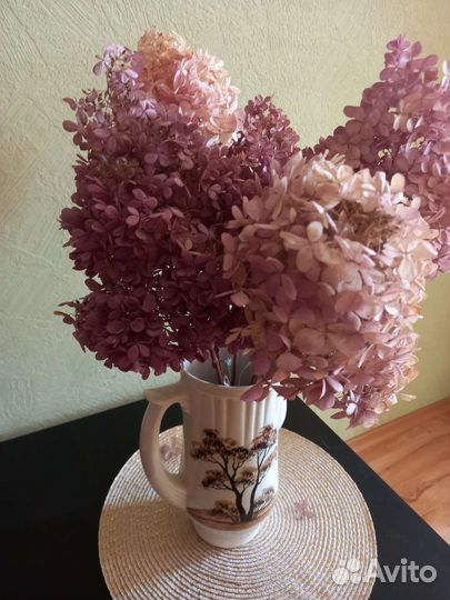 Гортензия сухоцвет