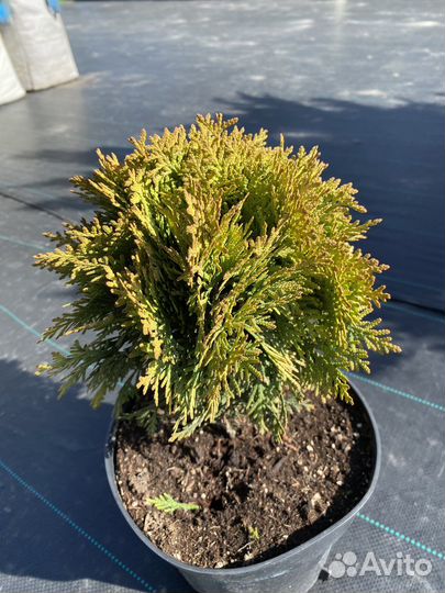 Туя западная Мириам