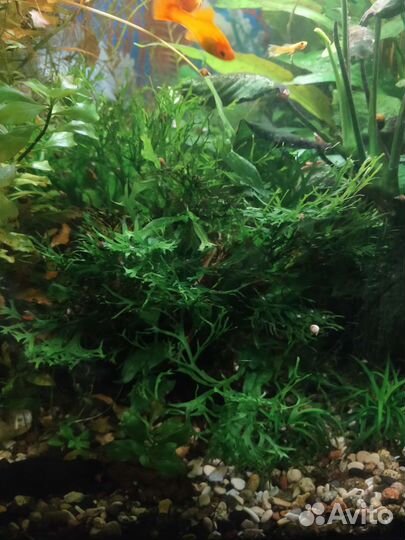 Аквариумное растение