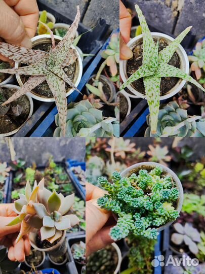 Домашние суккуленты