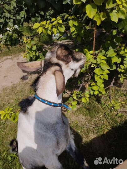 Нубийский козел