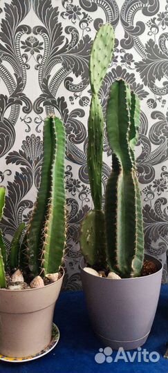 Большой кактус