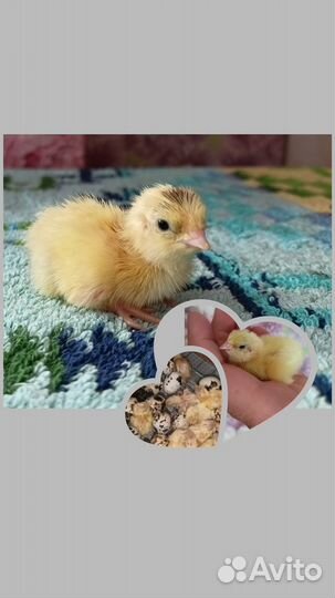 Перепела техасцы суточные