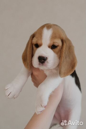 Щенки бигля