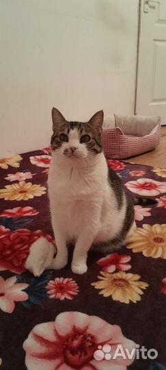 Кошечка Маруся