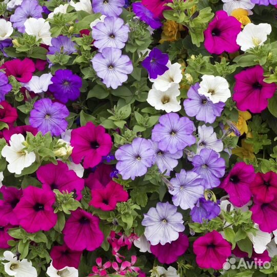 Семена петунии