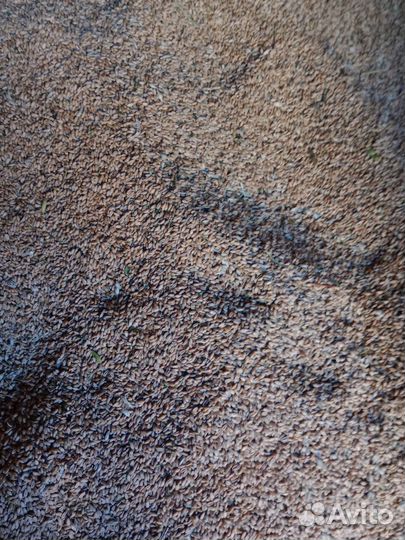 Зерно пшеница