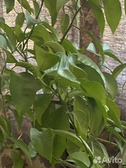 Мандариновое дерево 1,5м