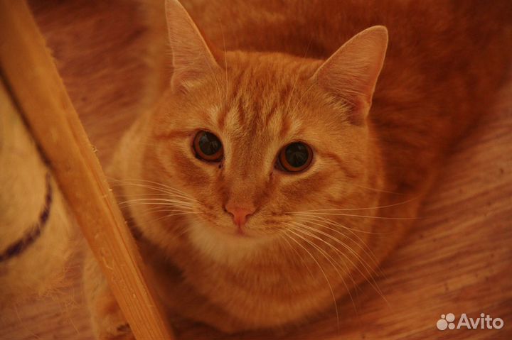 Котик Рыжик