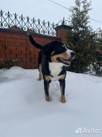 Энтлебухер зенненхунд, вязка, кобель