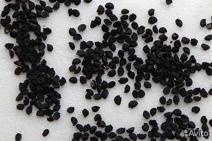 Семена лука чернушка