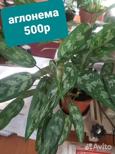 Комнатные цветы