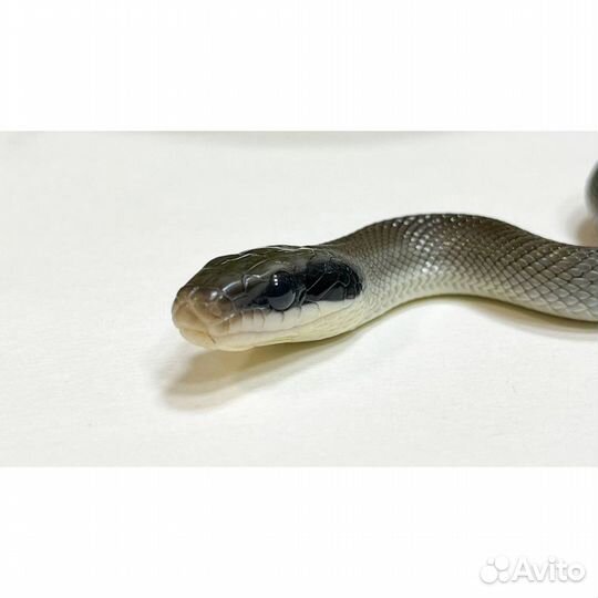 Тонкохвостый полоз - самка