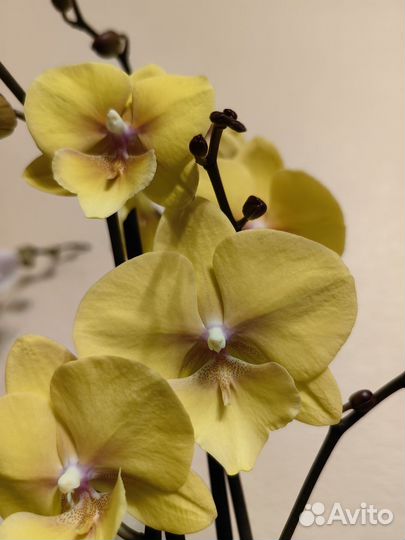 Орхидея биг лип