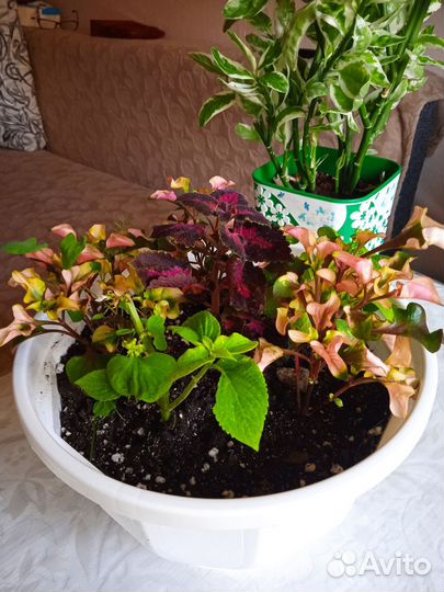 Цветочная композиция